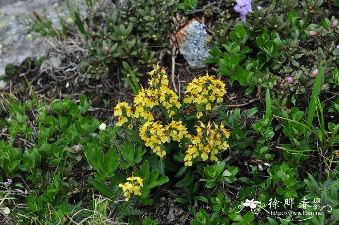 中国欧氏马先蒿Pedicularis oederi var. sinensis 中国欧氏马先蒿Pedicularis oederi var. sinensis