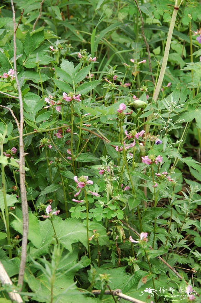 返顾马先蒿Pedicularis resupinata 返顾马先蒿Pedicularis resupinata