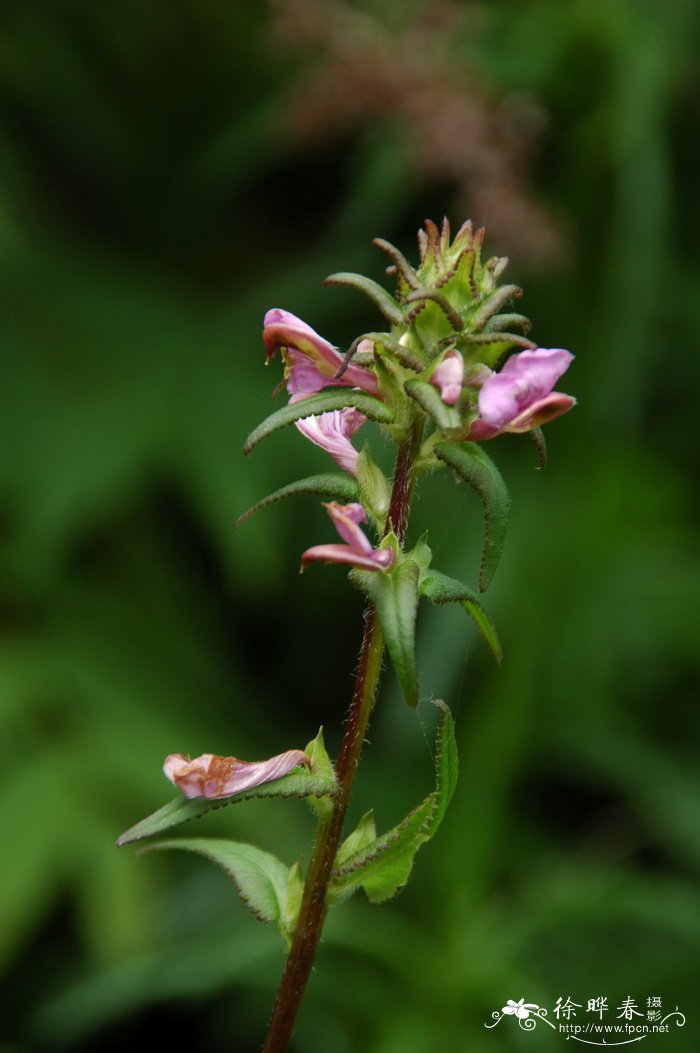 返顾马先蒿Pedicularis resupinata