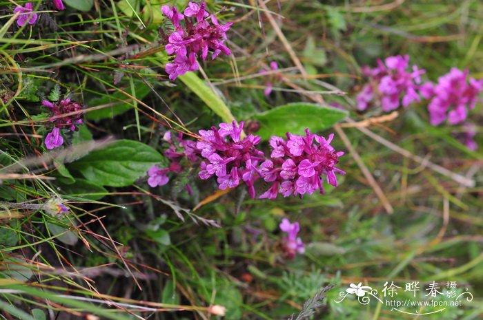 穗花马先蒿Pedicularis spicata