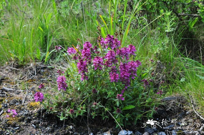 穗花马先蒿Pedicularis spicata