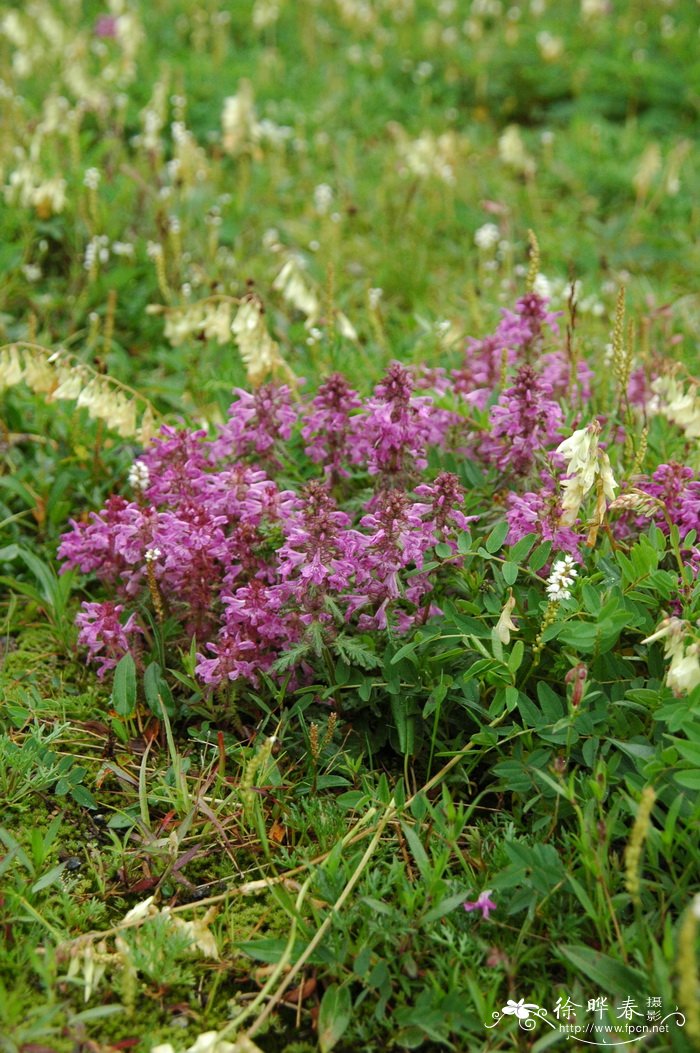 轮叶马先蒿Pedicularis verticillata