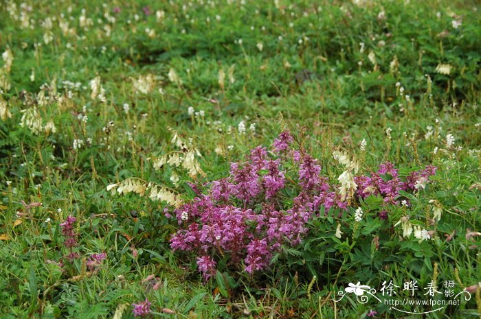 轮叶马先蒿Pedicularis verticillata 轮叶马先蒿Pedicularis verticillata