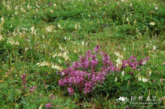 轮叶马先蒿Pedicularis verticillata