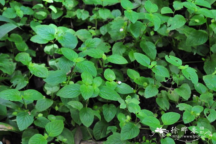苦玄参Picria felterrae 苦玄参Picria felterrae