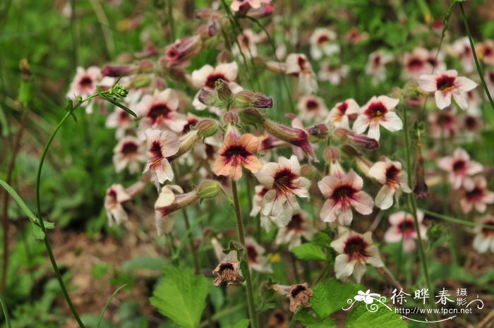 地黄Rehmannia glutinosa 地黄Rehmannia glutinosa