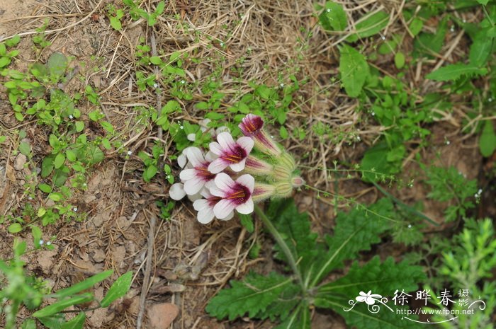 地黄Rehmannia glutinosa 地黄Rehmannia glutinosa