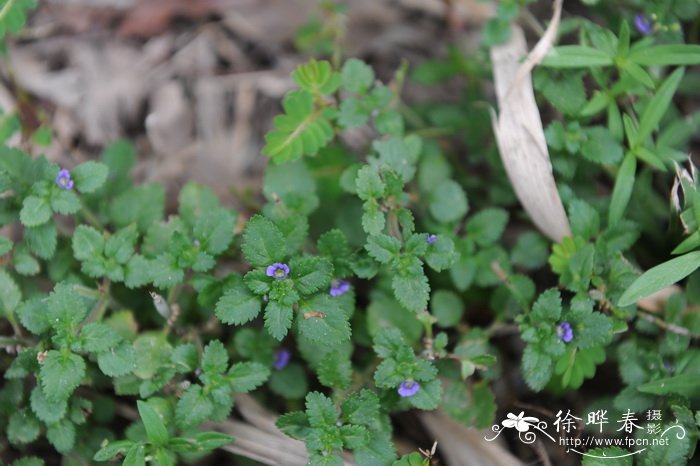 轮状孪生花Stemodia verticillata