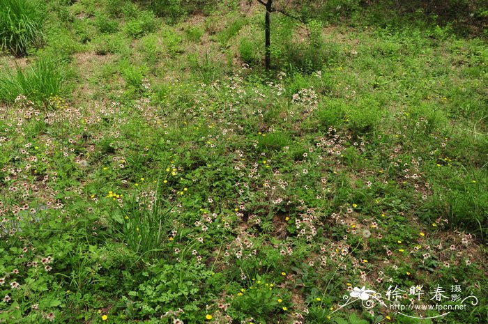 地黄Rehmannia glutinosa 地黄Rehmannia glutinosa