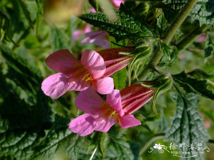 天目地黄Rehmannia chingii