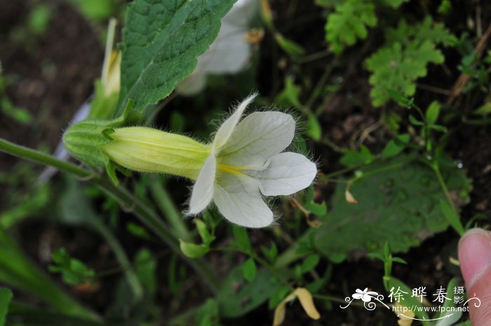 天目地黄Rehmannia chingii