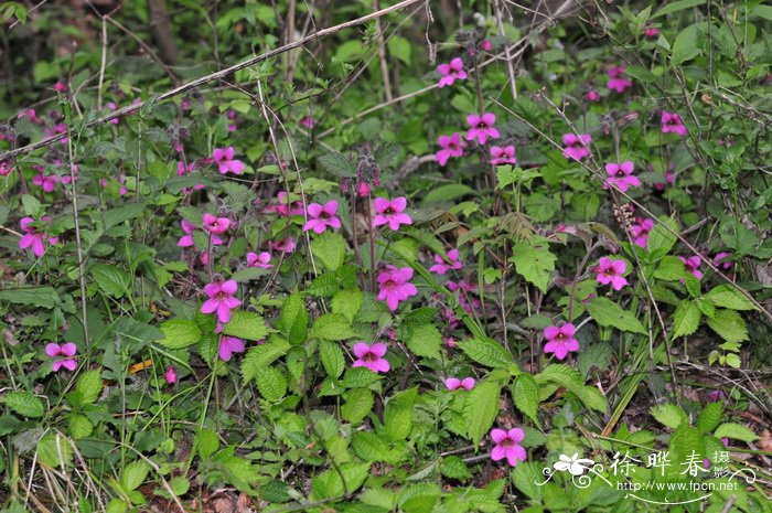 天目地黄Rehmannia chingii 天目地黄Rehmannia chingii