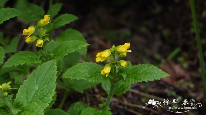 大花玄参Scrophularia delavayi