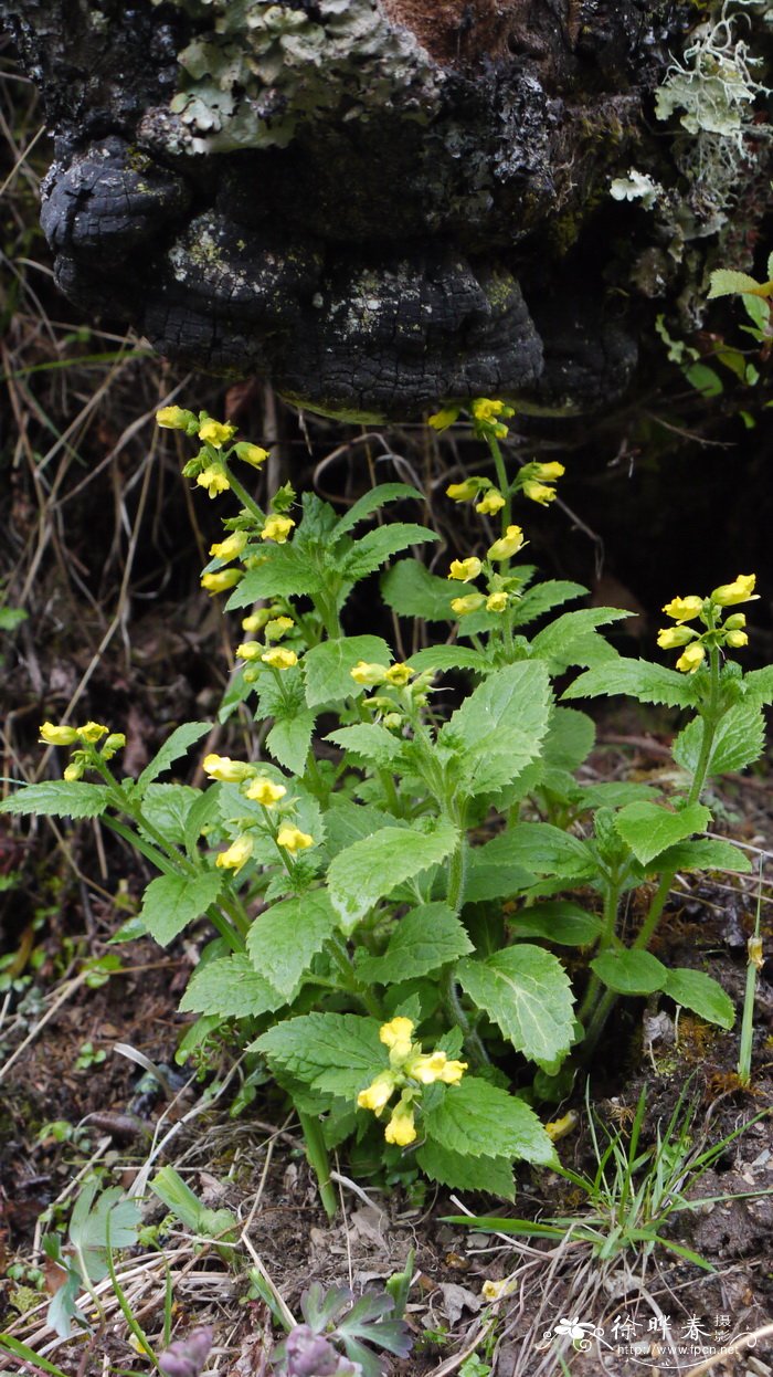 大花玄参Scrophularia delavayi 大花玄参Scrophularia delavayi