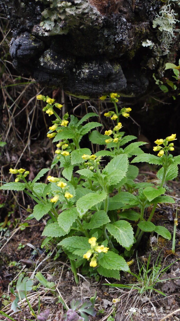 大花玄参Scrophularia delavayi