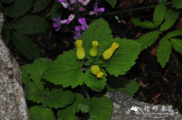 长柱玄参Scrophularia stylosa 长柱玄参Scrophularia stylosa
