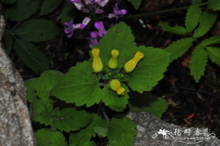 长柱玄参Scrophularia stylosa