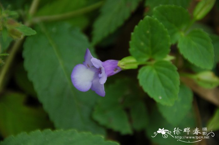 长叶蝴蝶草Torenia asiatica