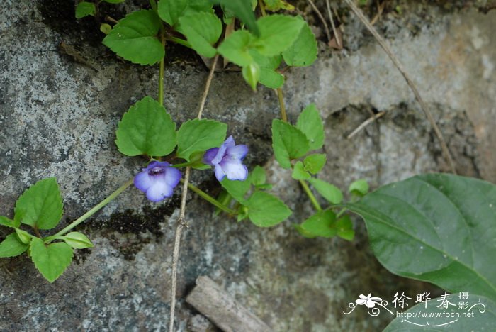 长叶蝴蝶草Torenia asiatica 长叶蝴蝶草Torenia asiatica