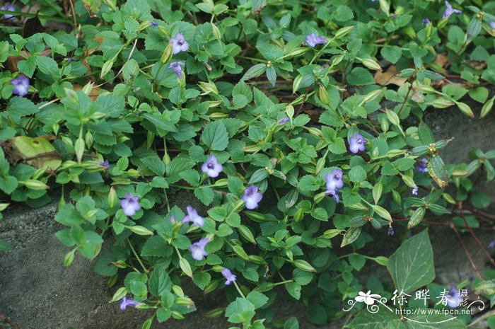 长叶蝴蝶草Torenia asiatica 长叶蝴蝶草Torenia asiatica