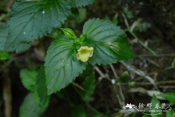 紫斑蝴蝶草Torenia fordii 紫斑蝴蝶草Torenia fordii