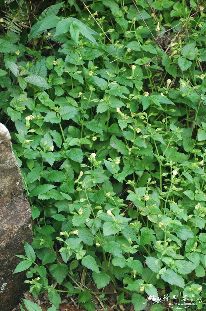 紫斑蝴蝶草Torenia fordii 紫斑蝴蝶草Torenia fordii