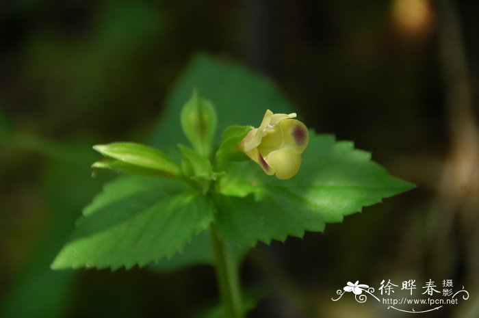 紫斑蝴蝶草Torenia fordii 紫斑蝴蝶草Torenia fordii