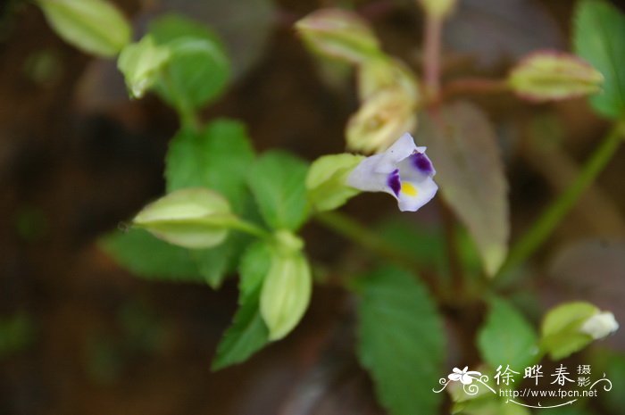 紫萼蝴蝶草Torenia violacea 紫萼蝴蝶草Torenia violacea