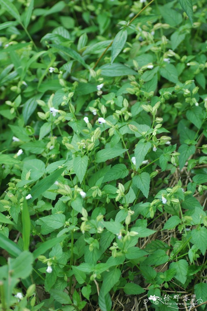 紫萼蝴蝶草Torenia violacea