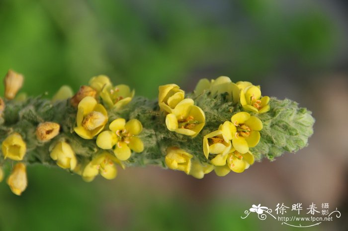 毛蕊花Verbascum thapsus