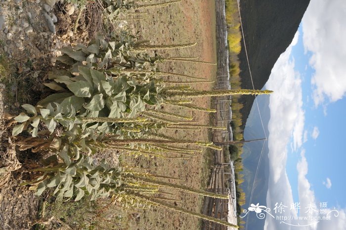 毛蕊花Verbascum thapsus 毛蕊花Verbascum thapsus