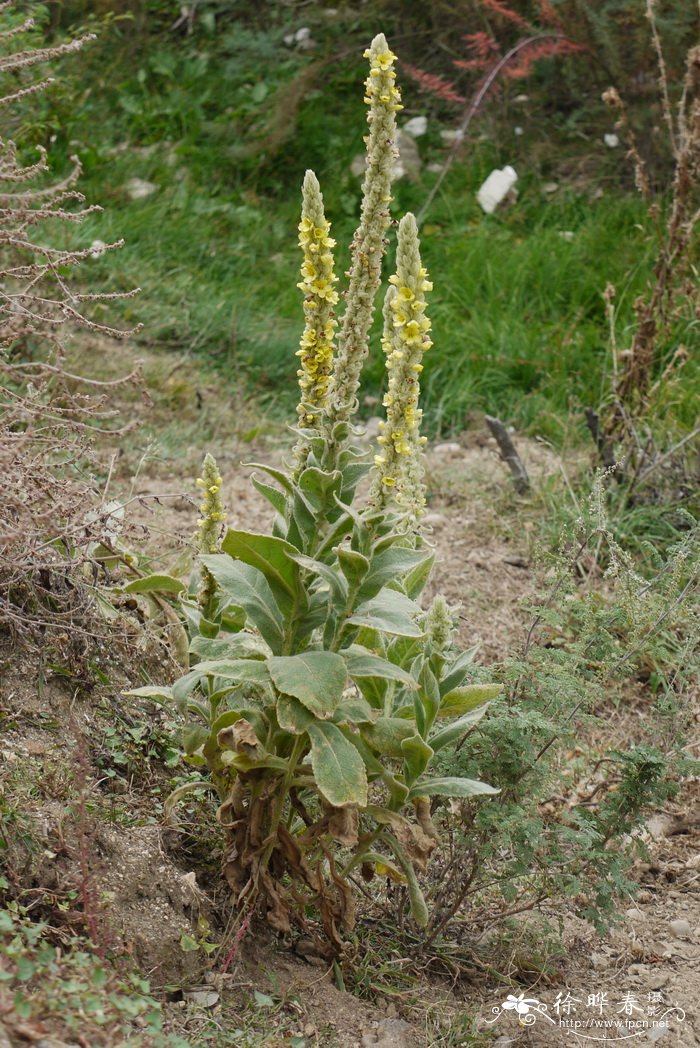毛蕊花Verbascum thapsus 毛蕊花Verbascum thapsus