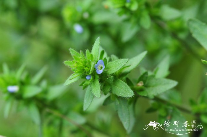 直立婆婆纳Veronica arvensis 直立婆婆纳Veronica arvensis