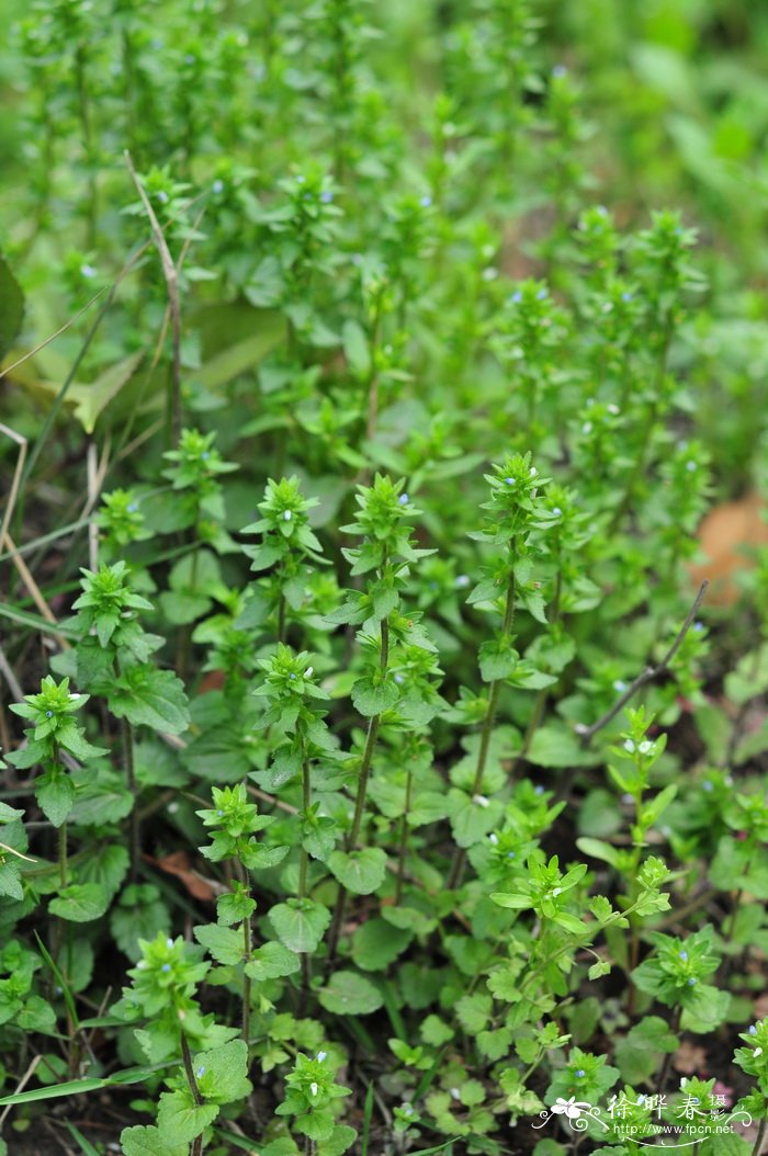 直立婆婆纳Veronica arvensis 直立婆婆纳Veronica arvensis