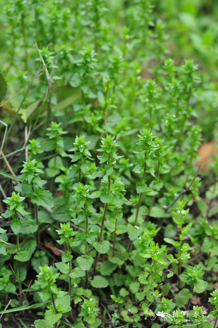 直立婆婆纳Veronica arvensis