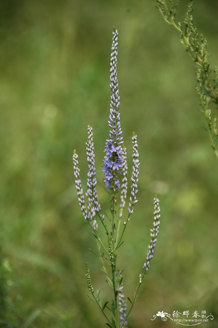 细叶婆婆纳Pseudolysimachion linariifolium