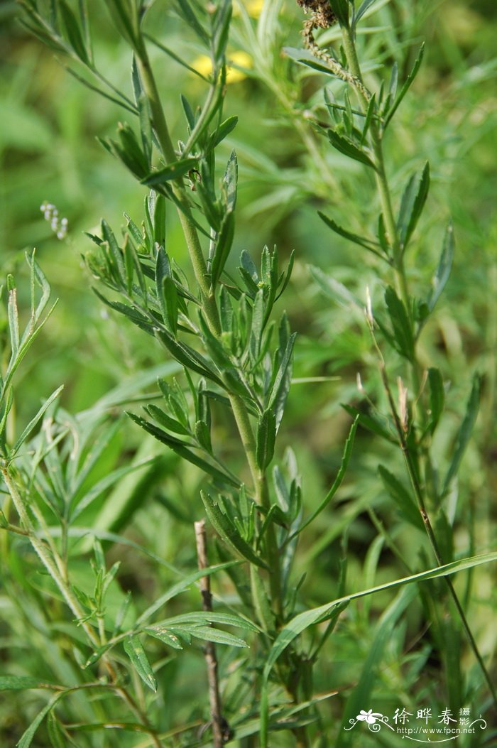 细叶婆婆纳Pseudolysimachion linariifolium