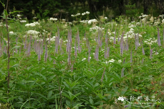 轮叶婆婆纳Veronicastrum sibiricum 轮叶婆婆纳Veronicastrum sibiricum