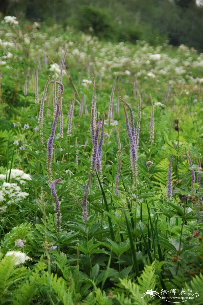 轮叶婆婆纳Veronicastrum sibiricum 轮叶婆婆纳Veronicastrum sibiricum