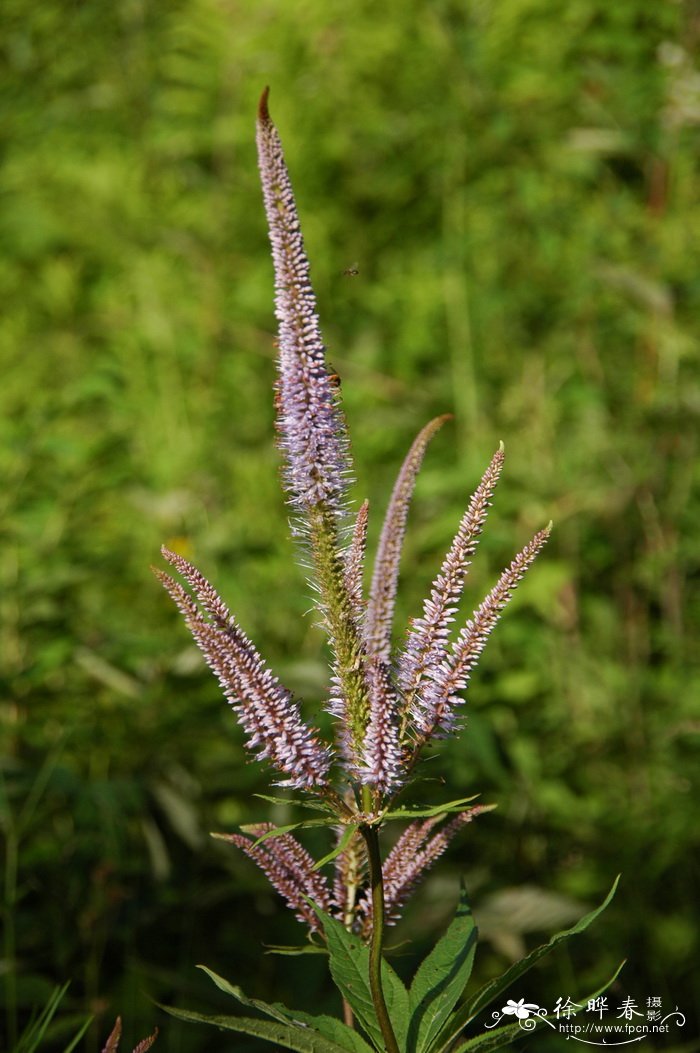 轮叶婆婆纳Veronicastrum sibiricum 轮叶婆婆纳Veronicastrum sibiricum