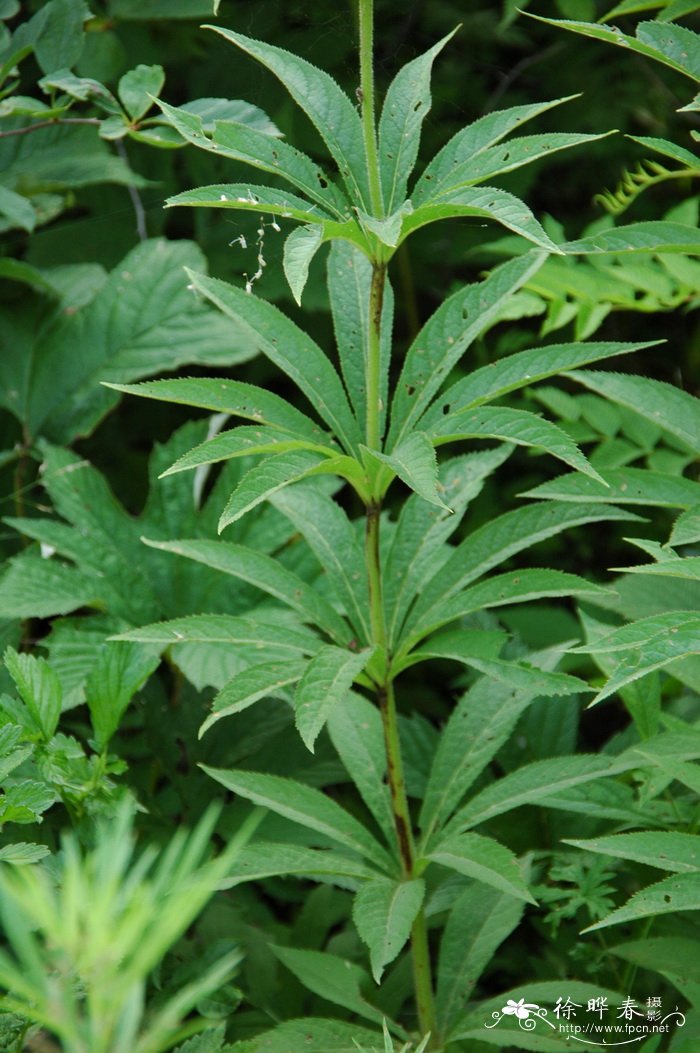 轮叶婆婆纳Veronicastrum sibiricum