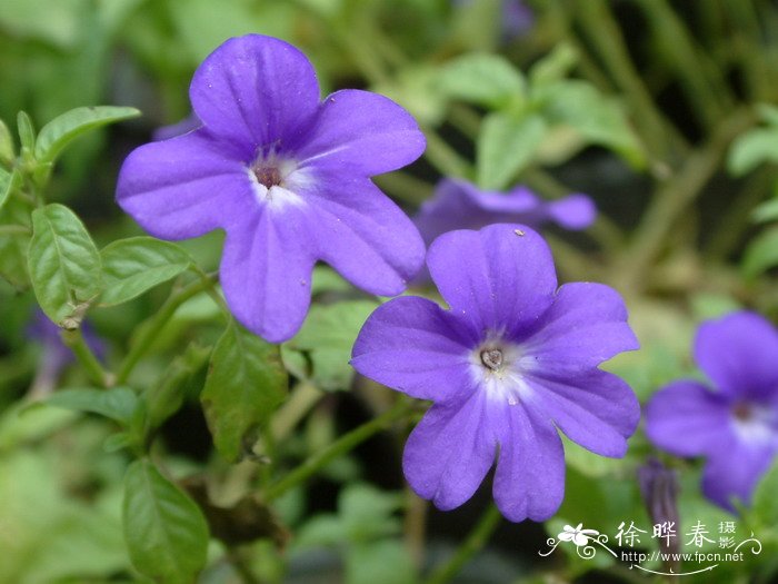 紫水晶Browallia speciosa 紫水晶Browallia speciosa