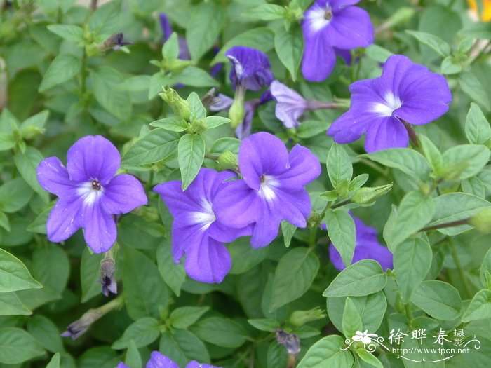 紫水晶Browallia speciosa 紫水晶Browallia speciosa