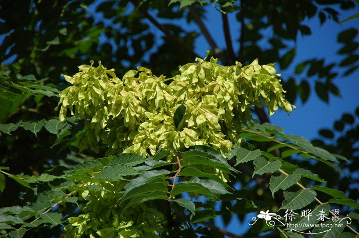 臭椿Ailanthus altissima