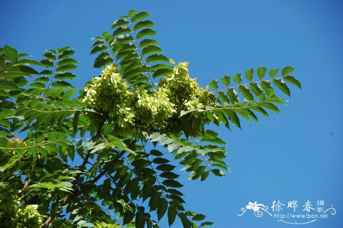 臭椿Ailanthus altissima
