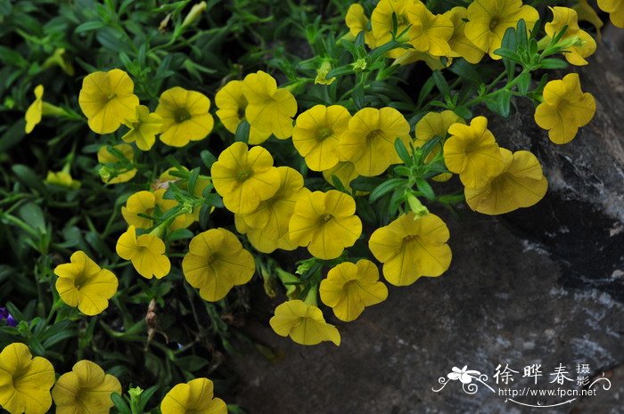 小花矮牵牛Calibrachoa hybrids 小花矮牵牛Calibrachoa hybrids