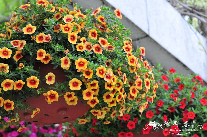 小花矮牵牛Calibrachoa hybrids 小花矮牵牛Calibrachoa hybrids