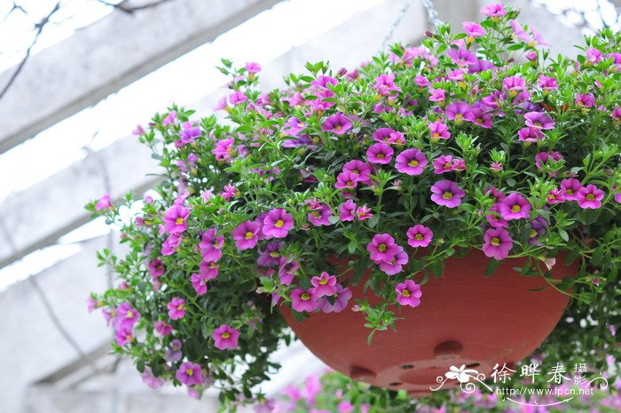 小花矮牵牛Calibrachoa hybrids 小花矮牵牛Calibrachoa hybrids