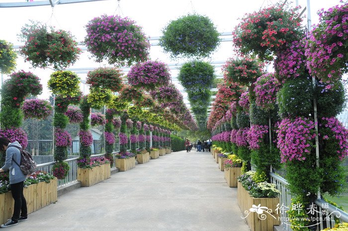 小花矮牵牛Calibrachoa hybrids