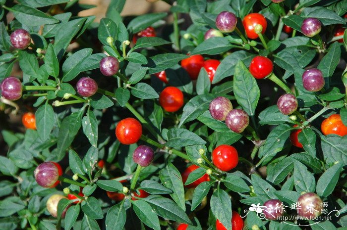 五色椒Capsicum annuum var. cerasiforme 五色椒Capsicum annuum var. cerasiforme